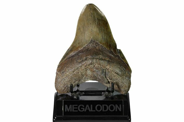 Serrated, Fossil Megalodon Tooth - South Carolina #149417